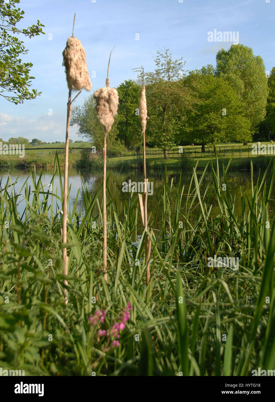 Typha a genus of about 30 species of monocotyledonous flowering plants in the family Typhaceae. These plants have many common names, inBritain known a Stock Photo