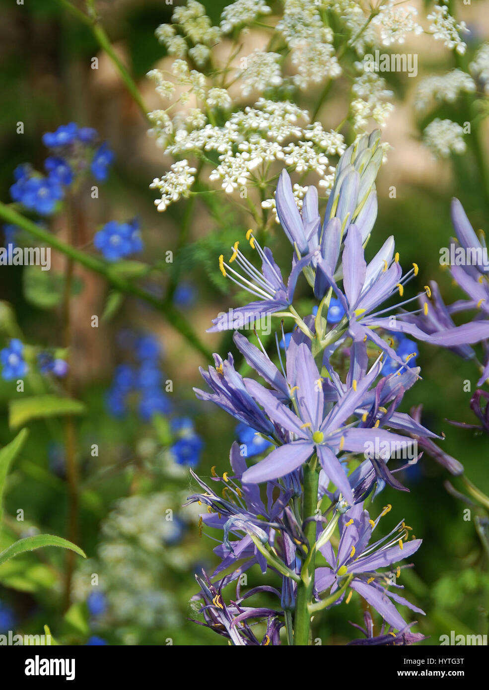 Camassia leichtlinii ssp. suksdorfii caerulea also known as Camassia quamash  Racemes of violet-blue star-shaped flowers set off by white cow parsley  Stock Photo
