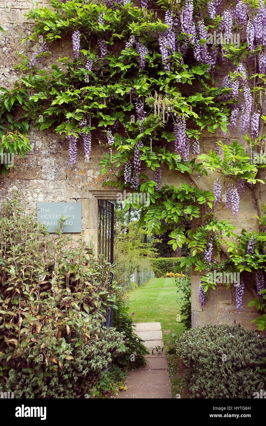 Wisteria sinensis clothes the wall on the way to the Pickery in Easton Walled Gardens Stock Photo