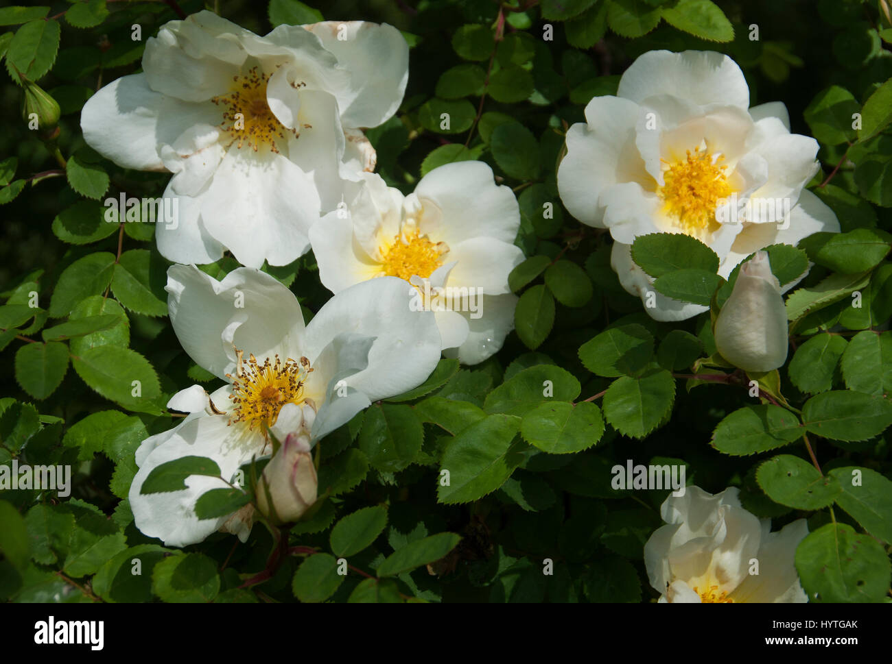 White rose, semi double,  Rosa x alba semiplena Stock Photo