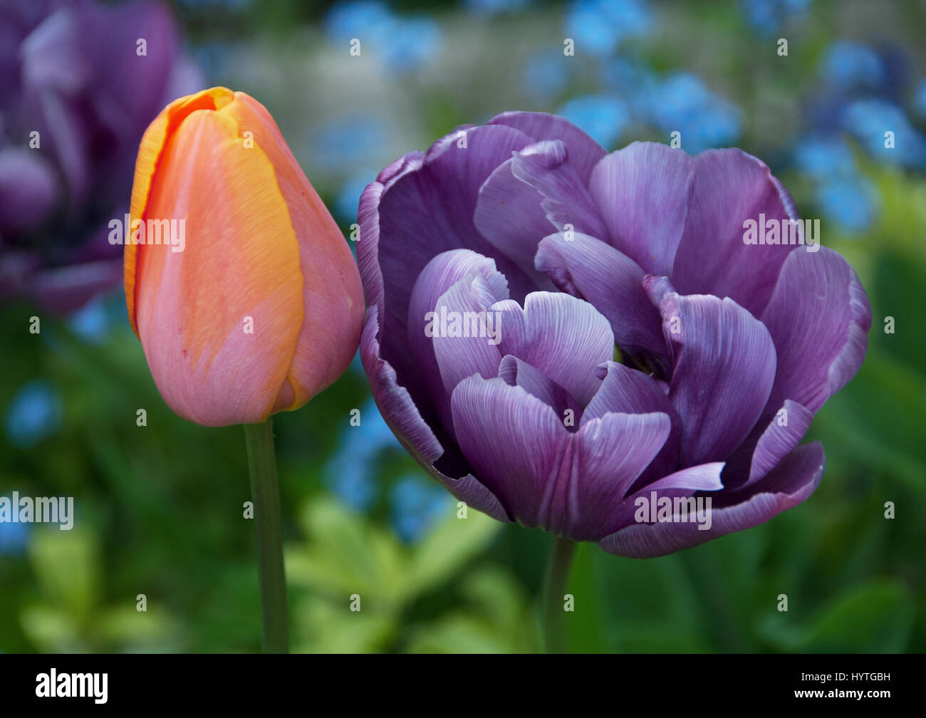 Tulipa Apricot Beauty and Tulipa Blue Aimable Stock Photo
