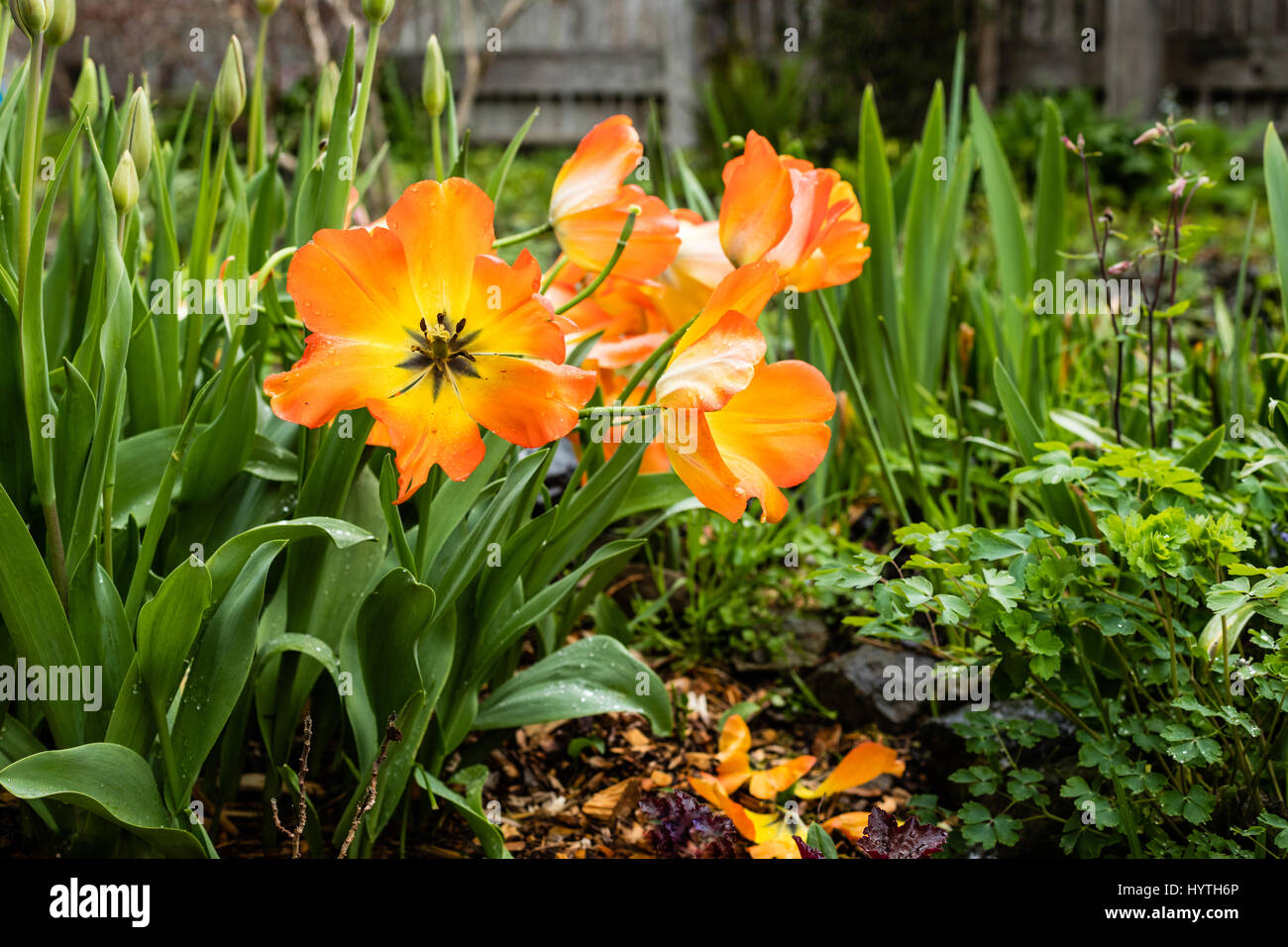 Shades of orange on opened tulips surrounded by green contrasting plants. Stock Photo