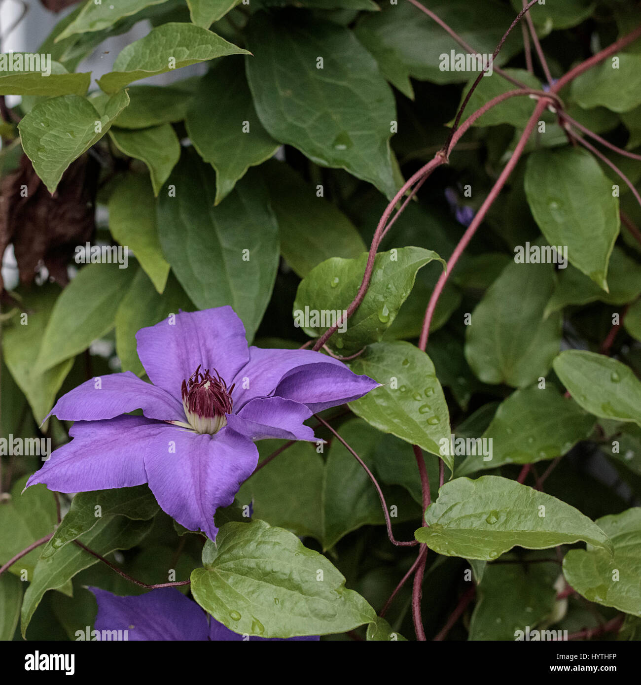 Clematis vine flowering Stock Photo Alamy