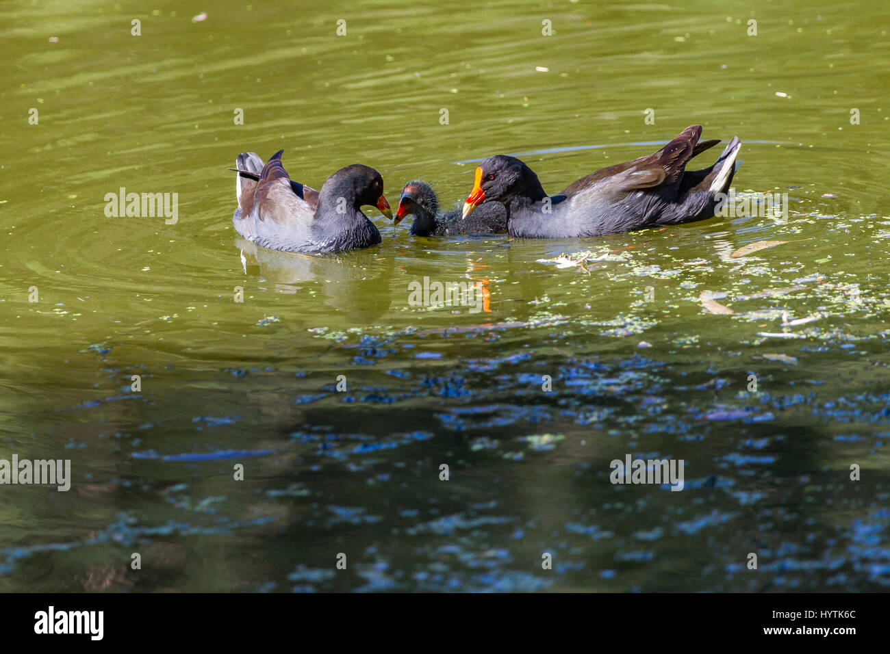Dusky Moorhen. gallinula tenebrosa, tomato lake, Perth, Western