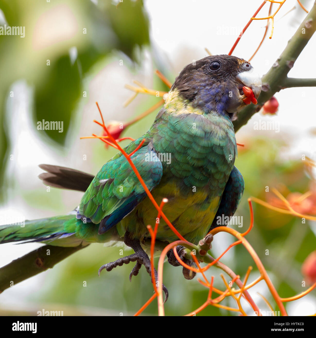 Austraian Ringneck. Barnardius zonarius. Wattle Grove, Peth, Western Australia. Stock Photo