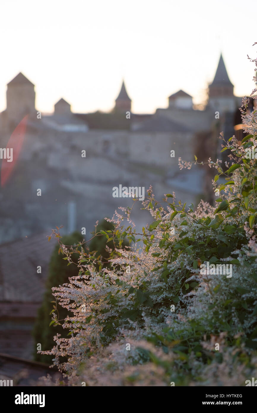 Defocused shot of the castle in Kamianets-Podilskyi in Western Ukraine. Focus is on a flowering bush backlit by the setting sun Stock Photo