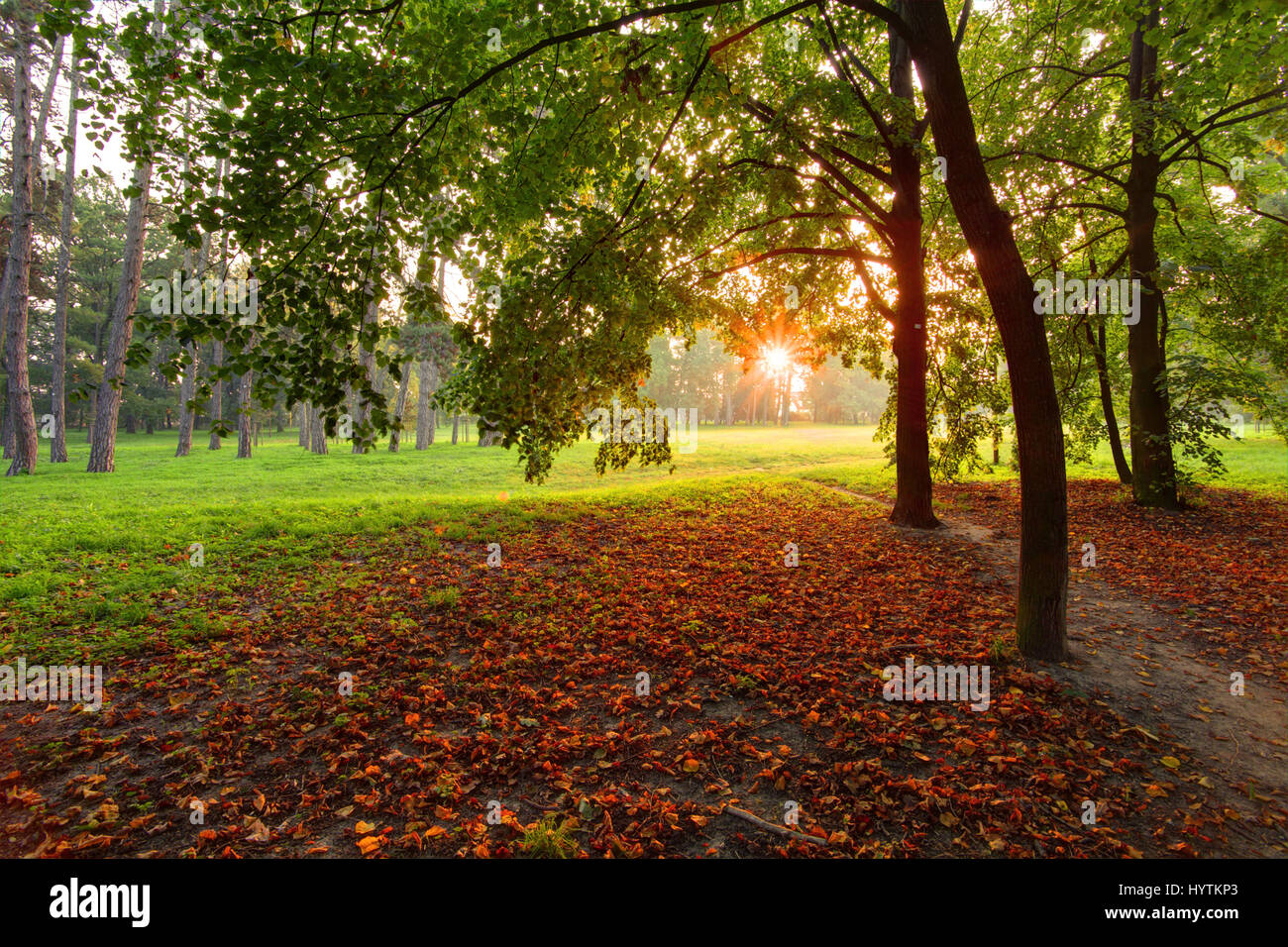Tree in autumn park Stock Photo