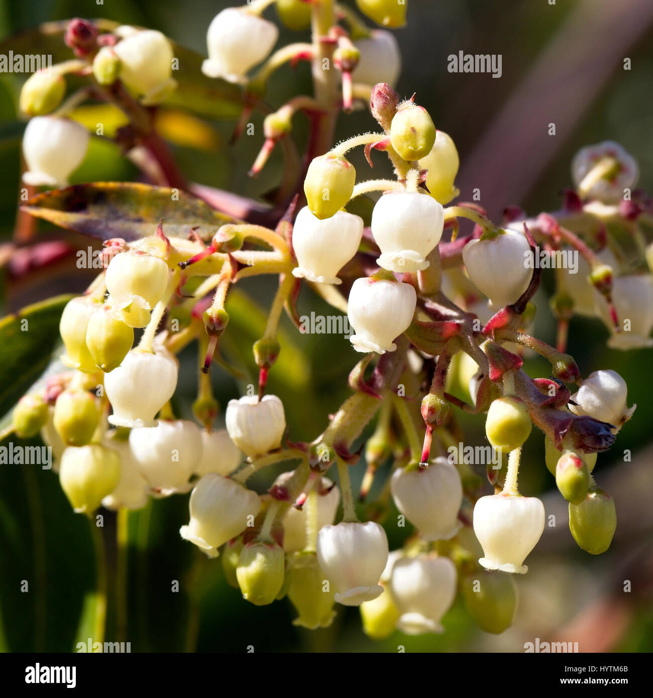 Flowers of the Eastern Strawberry Tree, (Arbutus andrachne), flowers, Akamas Peninsula, Paphos, Cyprus. Stock Photo