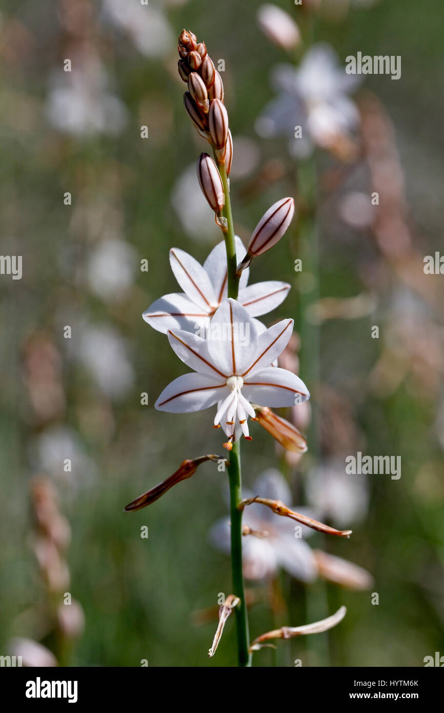 Hollow plant stem hi-res stock photography and images - Alamy