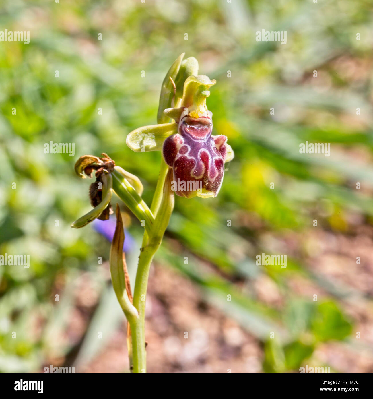 A rare endemic Bee Orchid, (Ophrys kotschyi), Akamas Peninsula, Paphos, Cyprus. Stock Photo