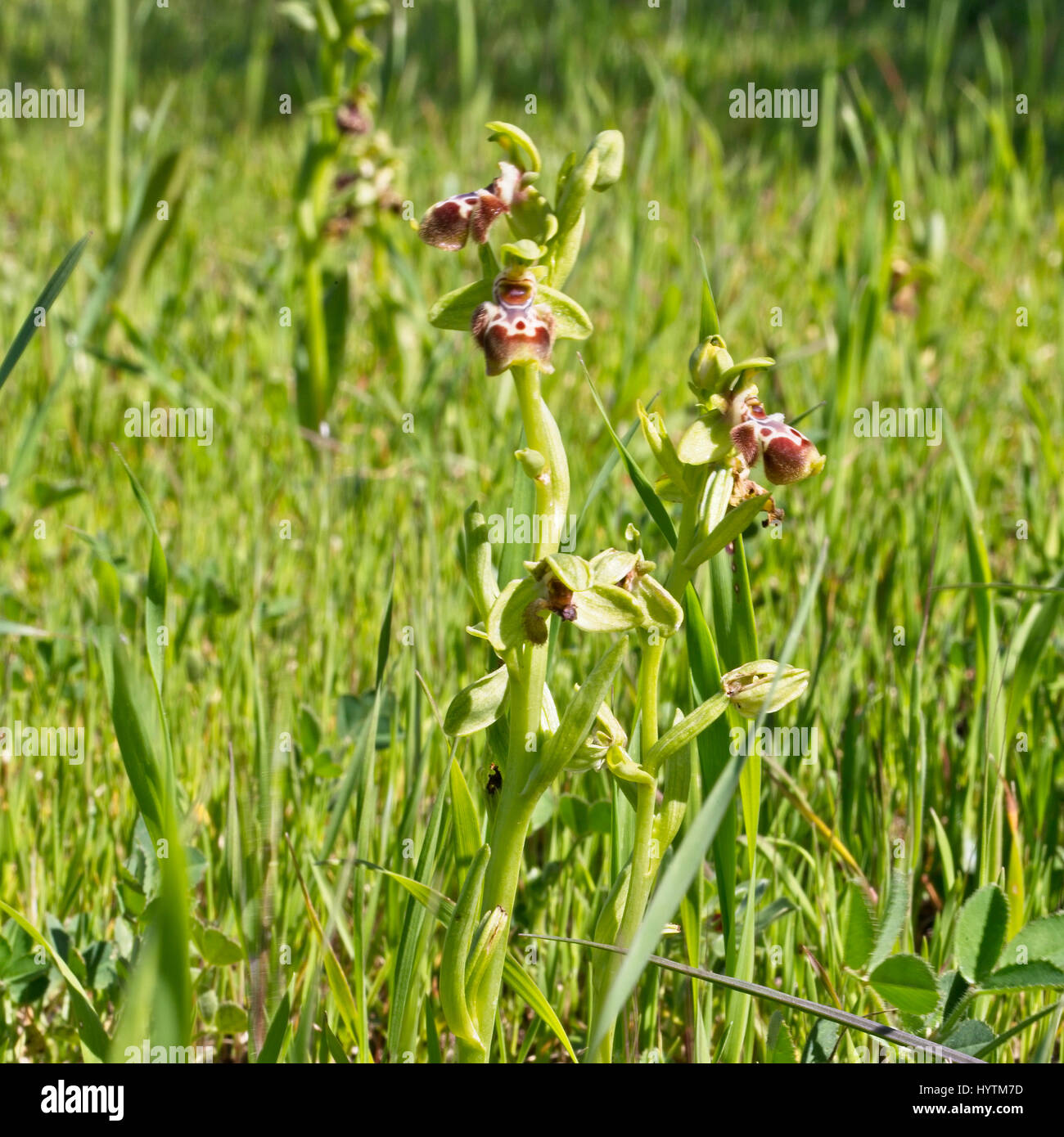 Rare endemic Bee Orchids, (Ophrys kotschyi), Akamas Peninsula, Paphos, Cyprus. Stock Photo
