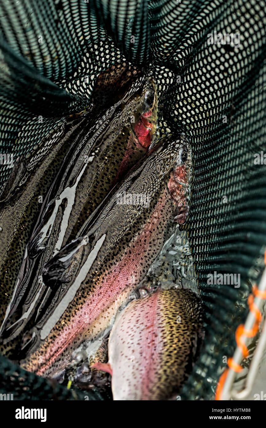 Rainbow Trout Net High Resolution Stock Photography and Images Alamy