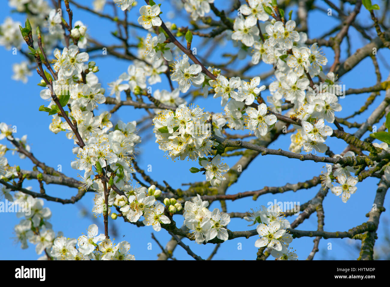 Conference Pear blossom cultivated from the European pear (Pyrus communis). Stock Photo