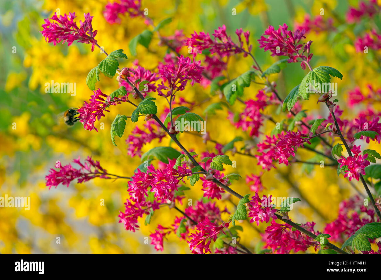 Flowering red currant Ribes sanguineum and Forsythia × intermedia Stock Photo