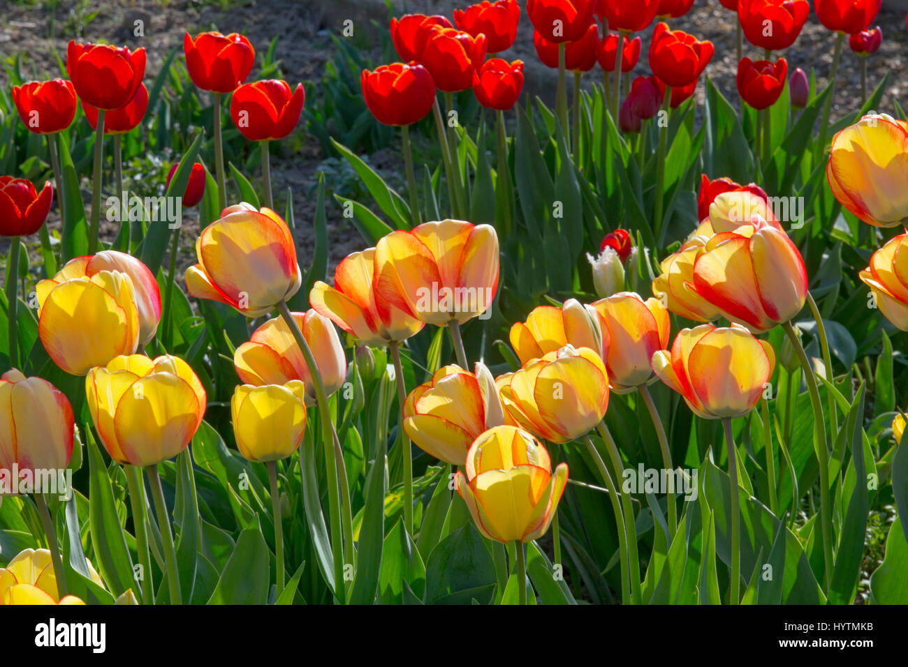 Tulipa Darwin Hybrid 'Tequila Sunrise' growing in border Stock Photo