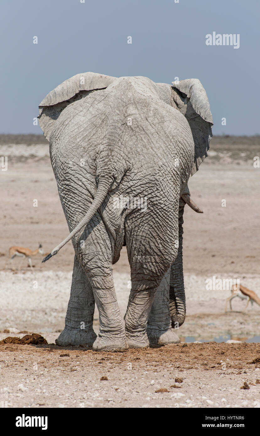 Rear of elephant hi-res stock photography and images - Alamy