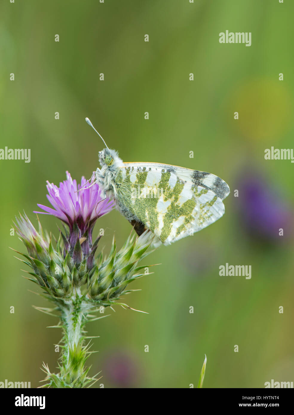 Butterfly insect green hires stock photography and images Alamy