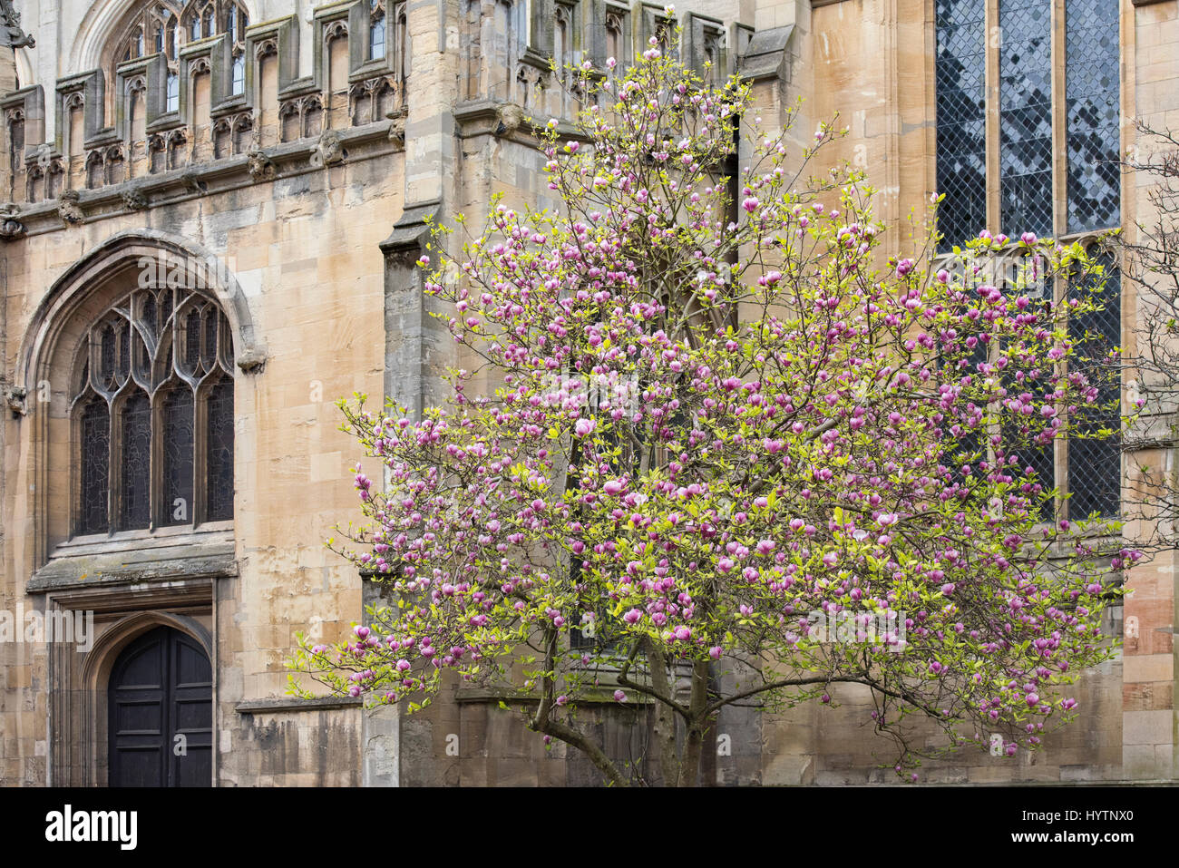 Magnolia tree in front of the Oxford university church of St Mary the Virgin  in spring. Oxford, Oxfordshire, England Stock Photo