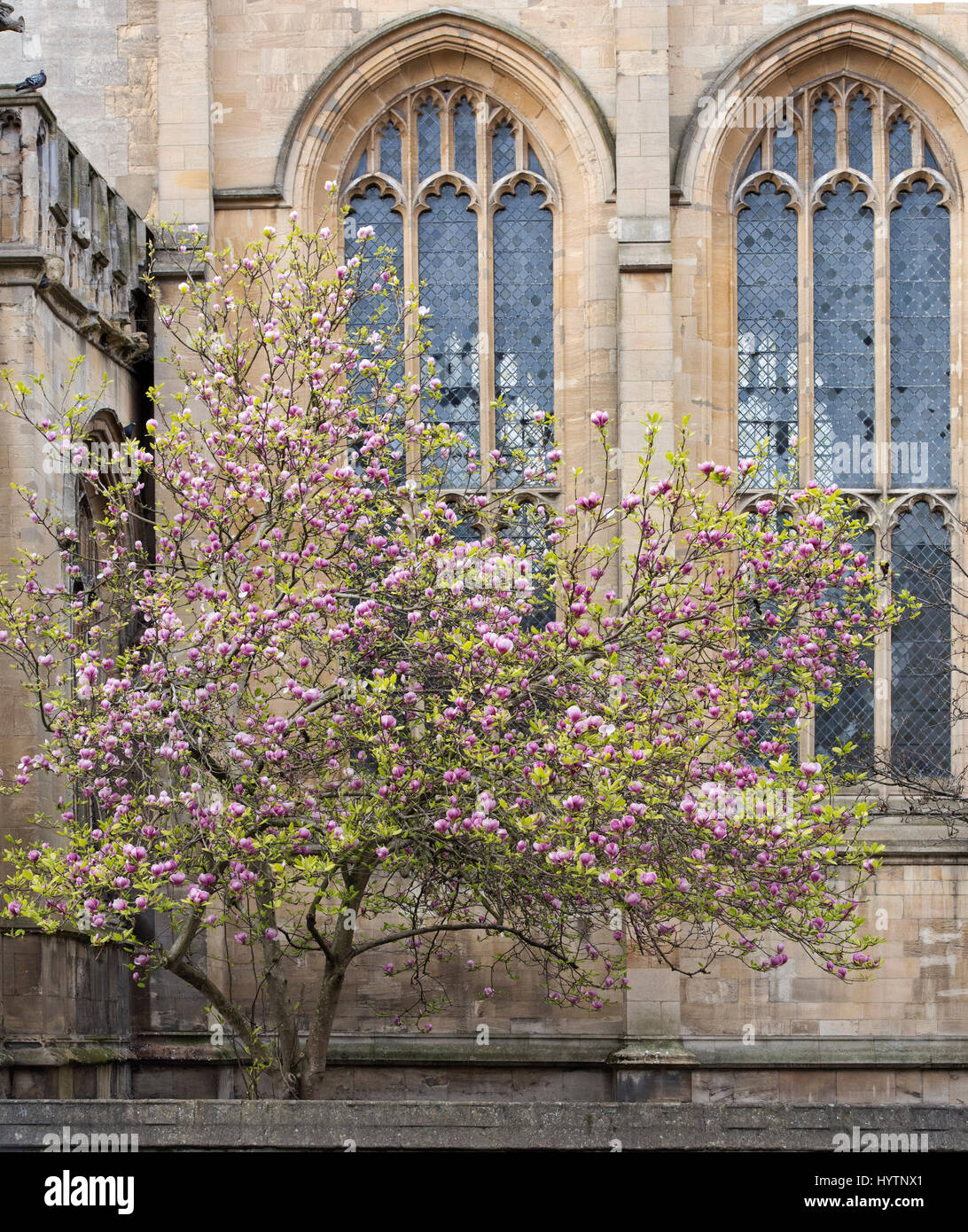Magnolia tree in front of the Oxford university church of St Mary the Virgin  in spring. Oxford, Oxfordshire, England Stock Photo