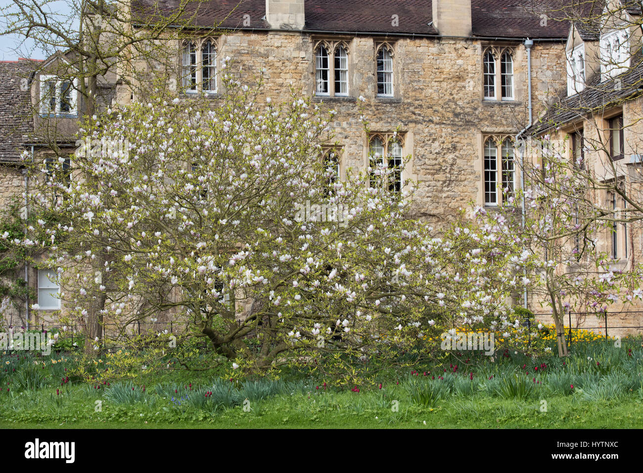 Magnolia tree in Worcester College in spring. Oxford, Oxfordshire, England Stock Photo