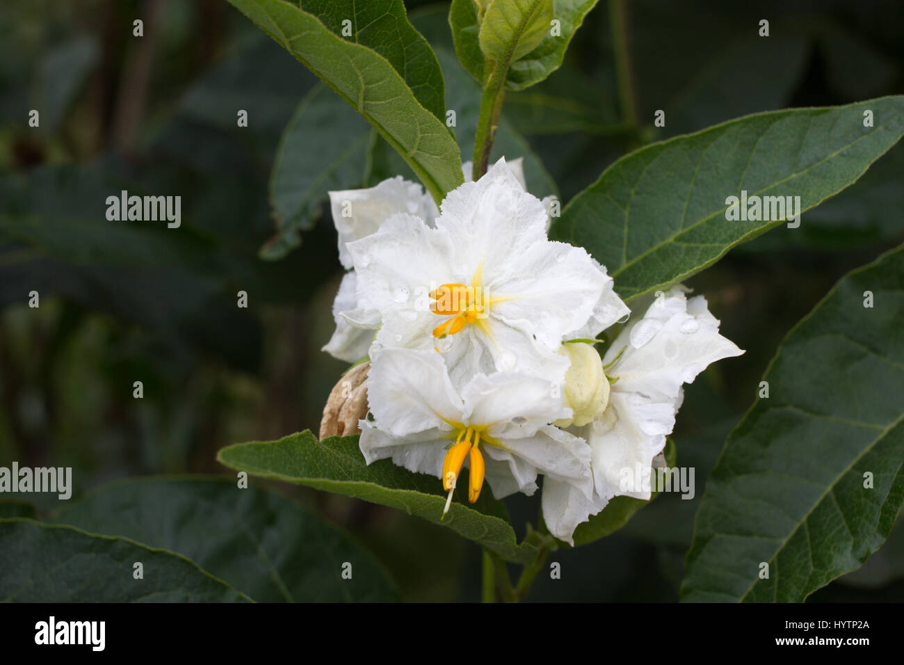 Solanum white flower macro. Blooming potato. Natural background garden Stock Photo