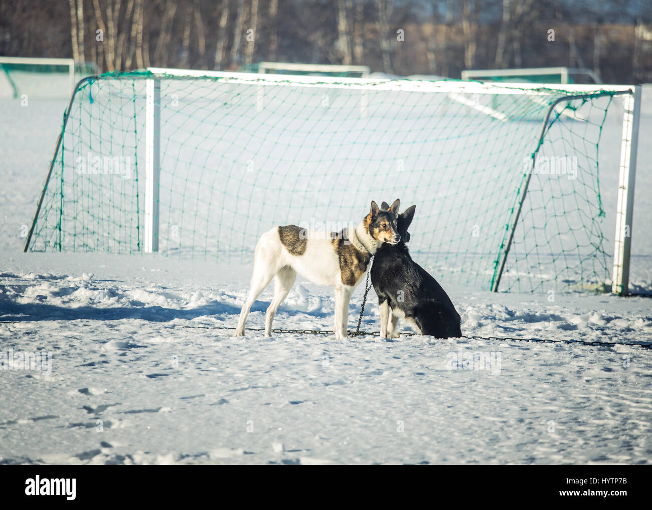 Long distance siberian sled dogs waiting for a race in Norway Stock ...