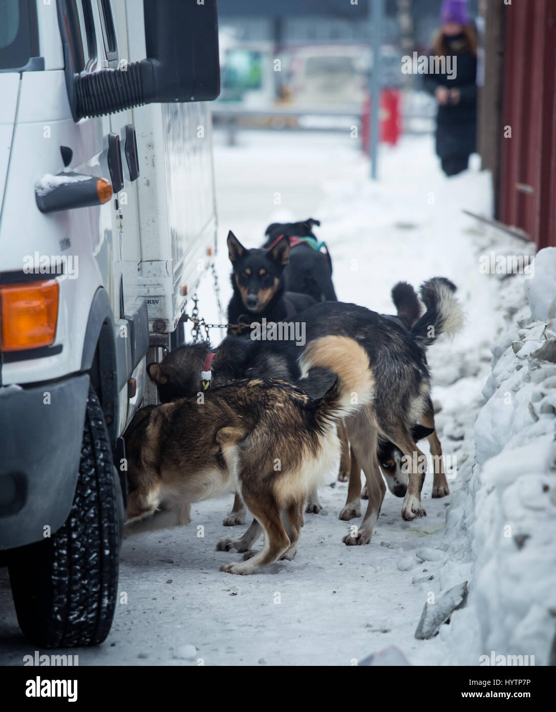 Long distance siberian sled dogs waiting for a race in Norway Stock ...
