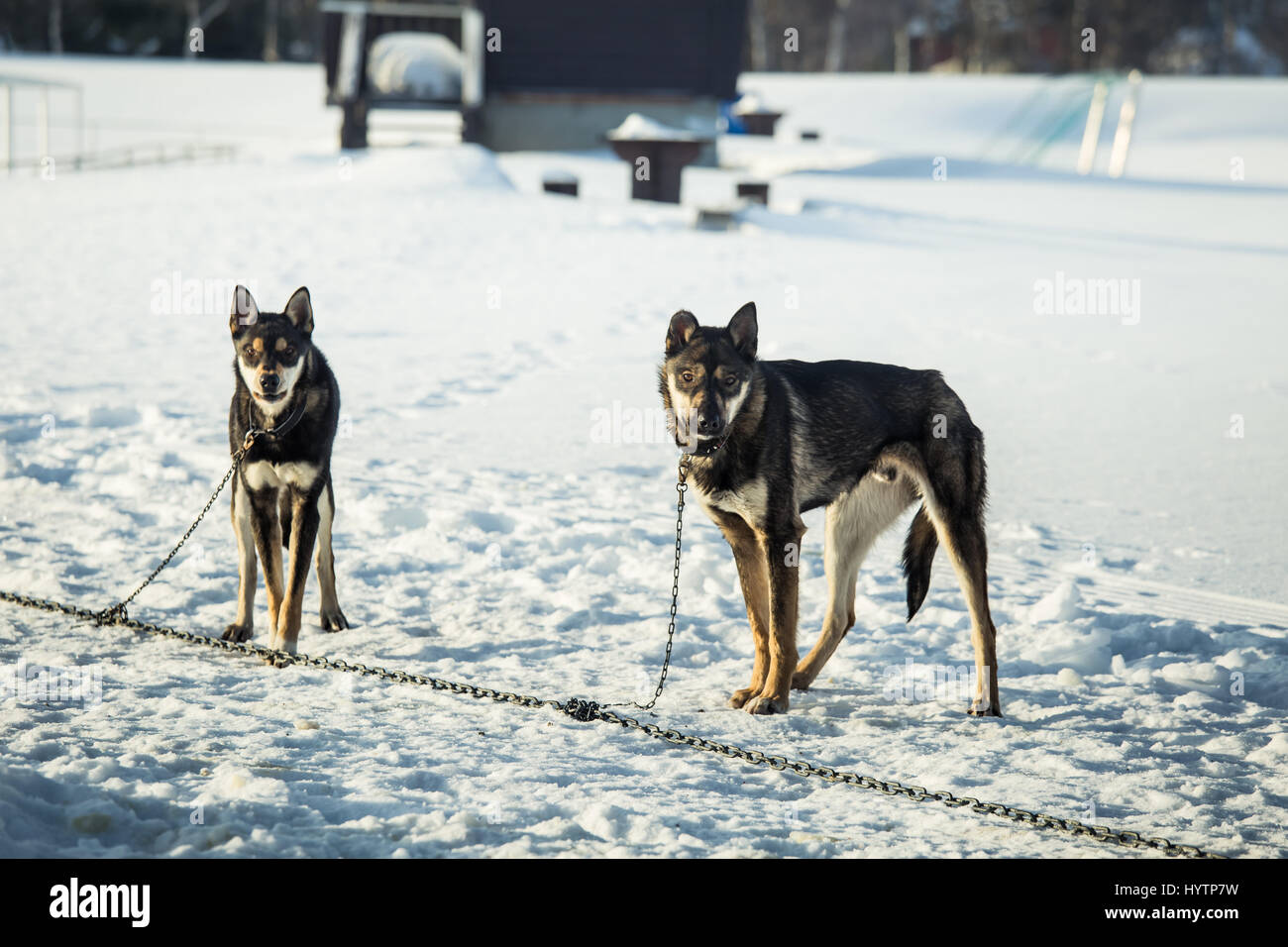 Long distance siberian sled dogs waiting for a race in Norway Stock ...