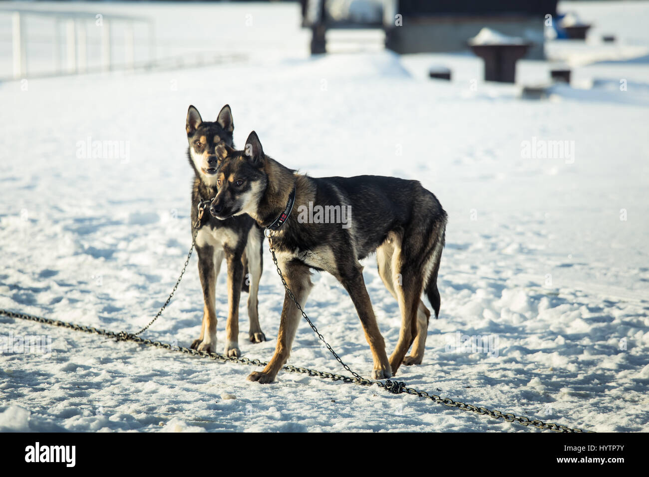 Long distance siberian sled dogs waiting for a race in Norway Stock ...