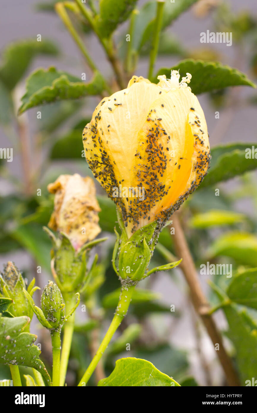 Mealybug on hibiscus flower. Plant aphid insect infestation. Thick Stock Photo Alamy