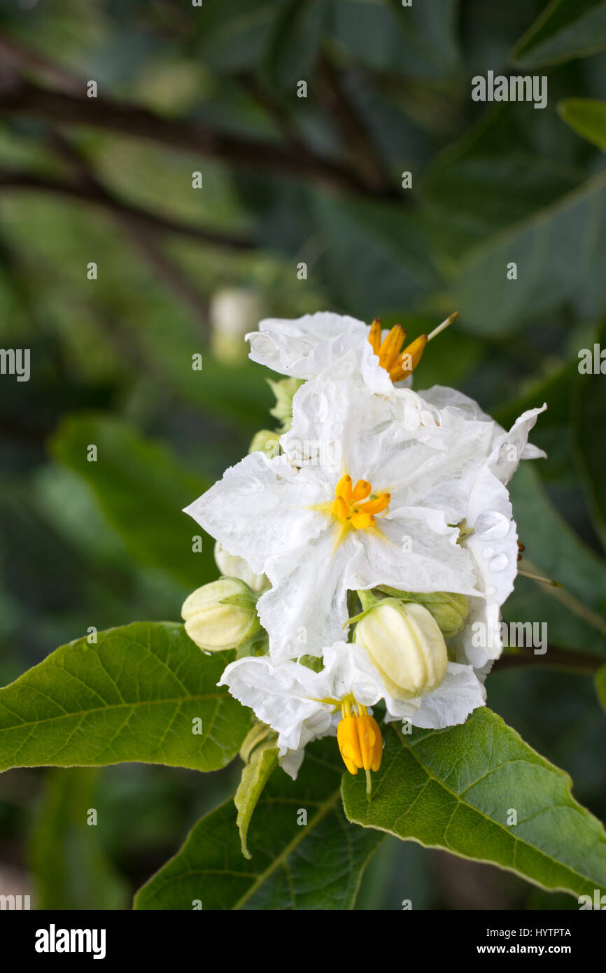 Solanum white flower macro. Blooming potato. Natural background garden Stock Photo