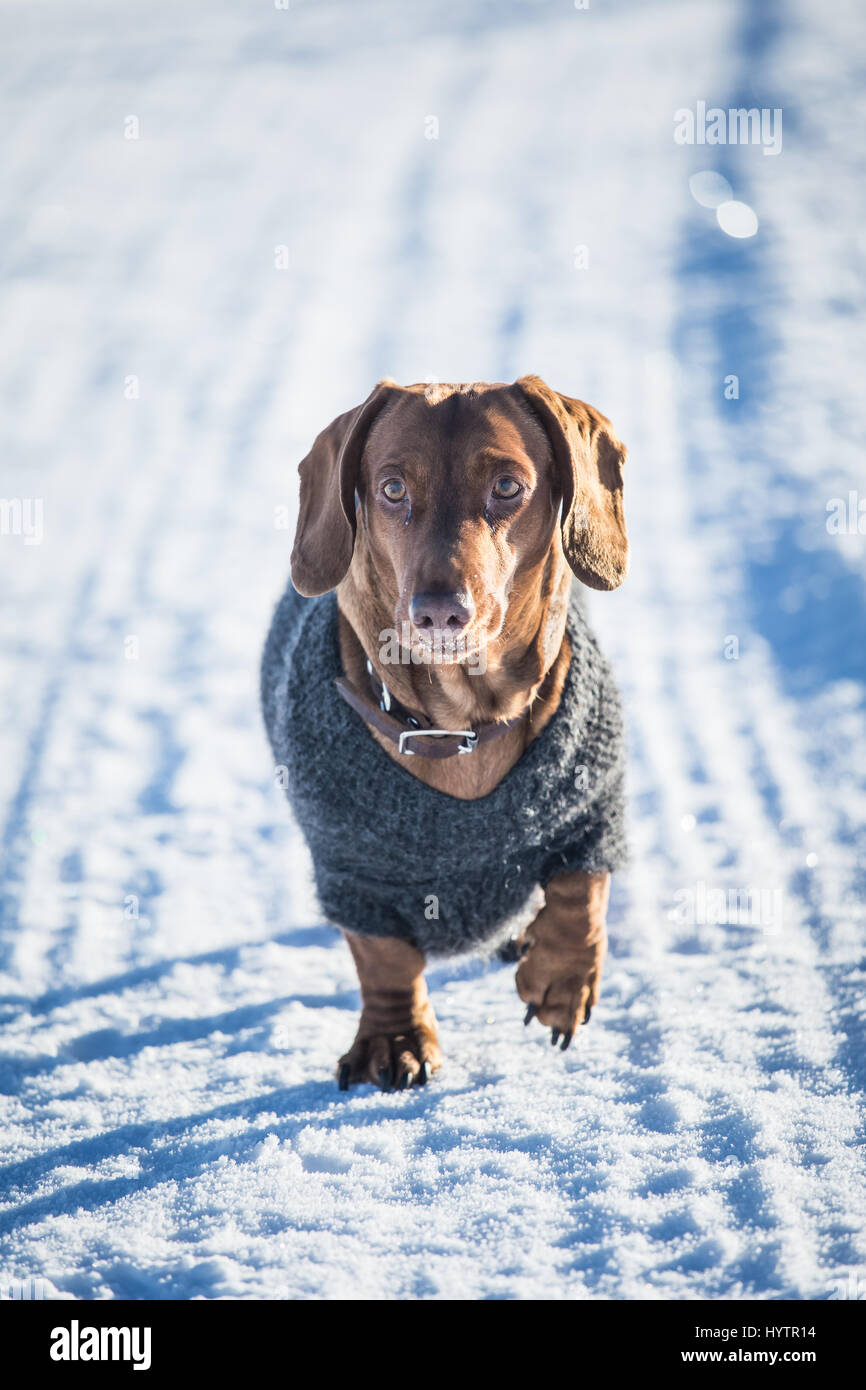 A beautiful brown dachshund dog with a knitted sweater walking on the ...