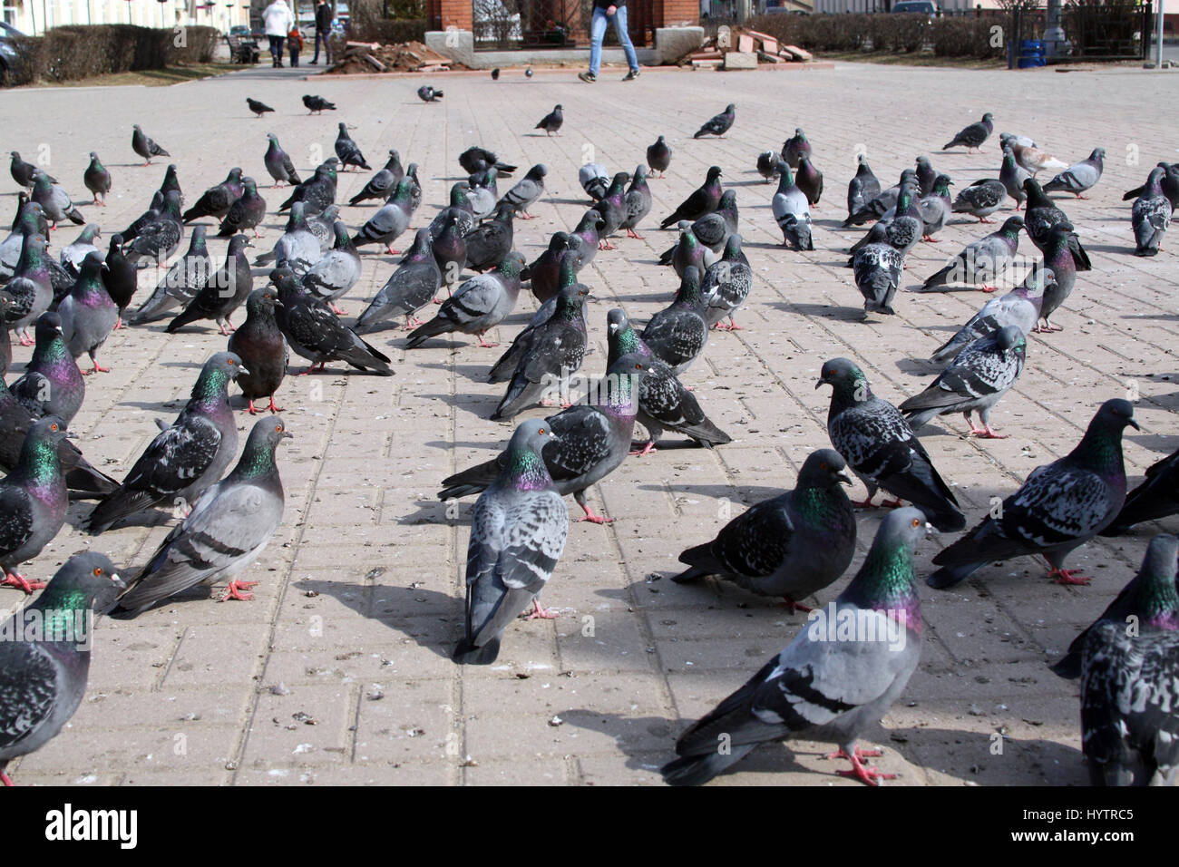 A flock of pigeons on the city square in the city of Mozhaisk in the Moscow region Stock Photo