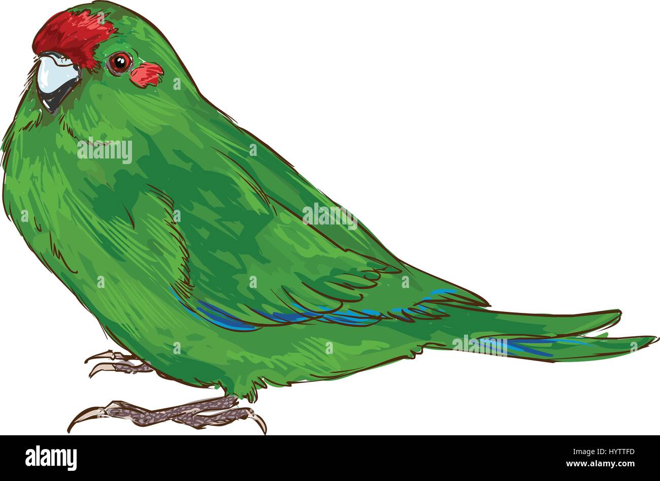 white background  vector illustration of a green parrot Stock Vector