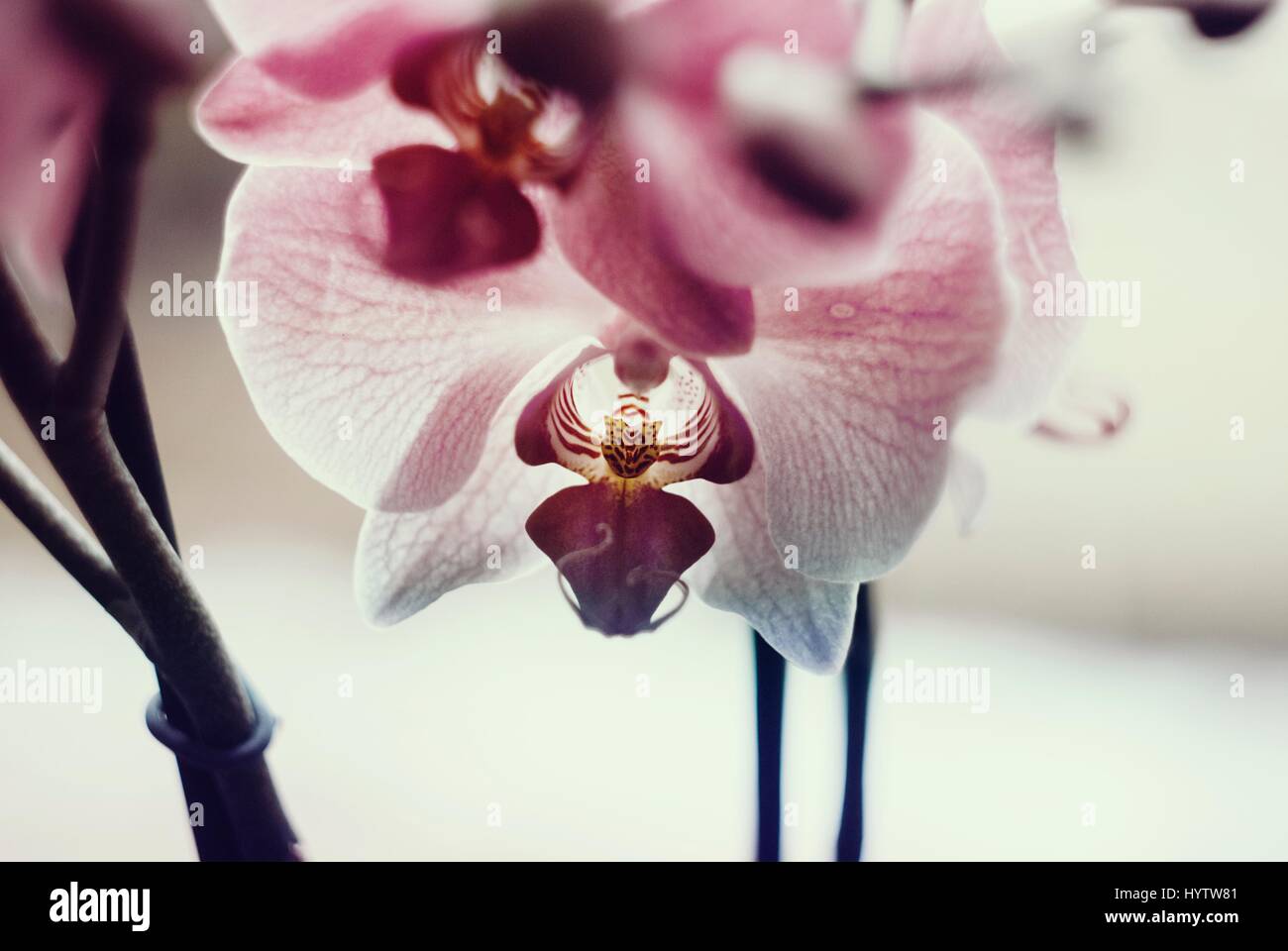 Beautiful white and pink orchid in vintage colours. Stock Photo