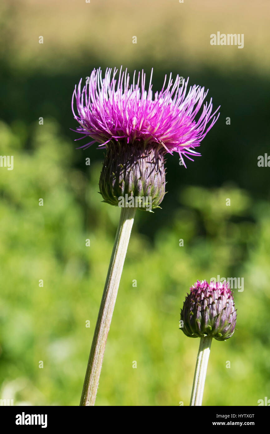 Melancholy thistle Cirsium helenioides growing in wildflower meadow Yellands Meadow Yorkshire Wildlife Trust Reserve near Reeth Swaledale Yorkshire Da Stock Photo