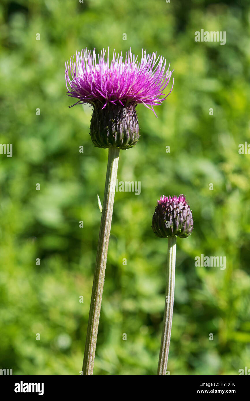 Melancholy thistle Cirsium helenioides growing in wildflower meadow Yellands Meadow Yorkshire Wildlife Trust Reserve near Reeth Swaledale Yorkshire Da Stock Photo