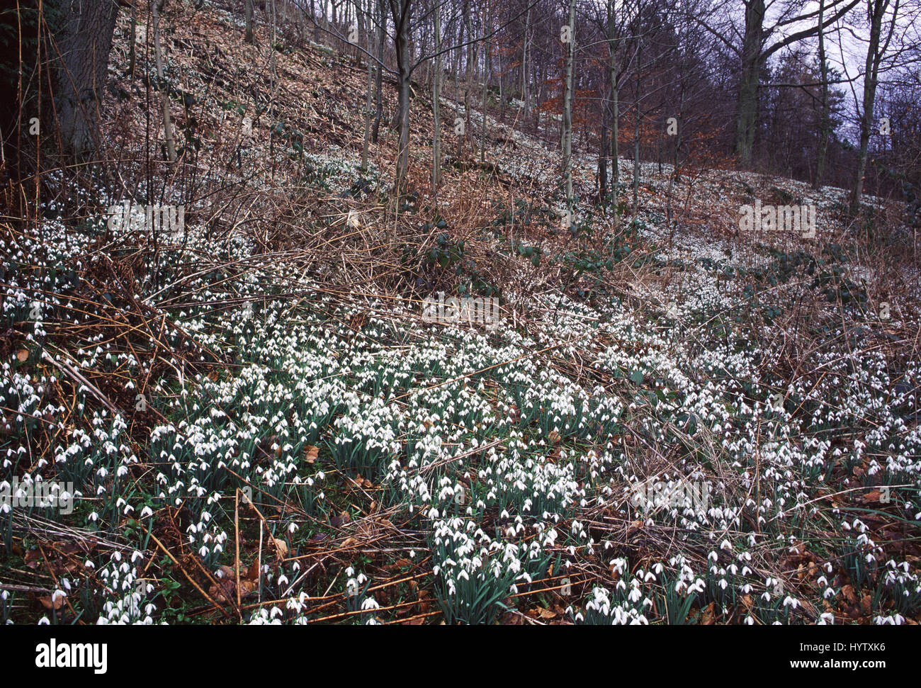 Snowdrop Galanthus nivalis Stock Photo
