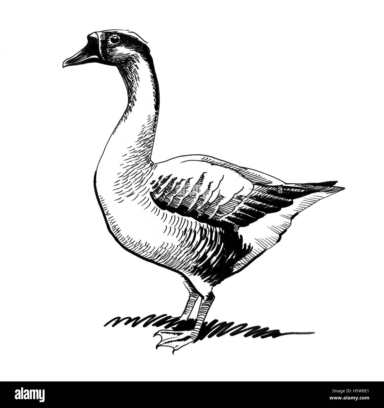 Goose sketch Stock Photo
