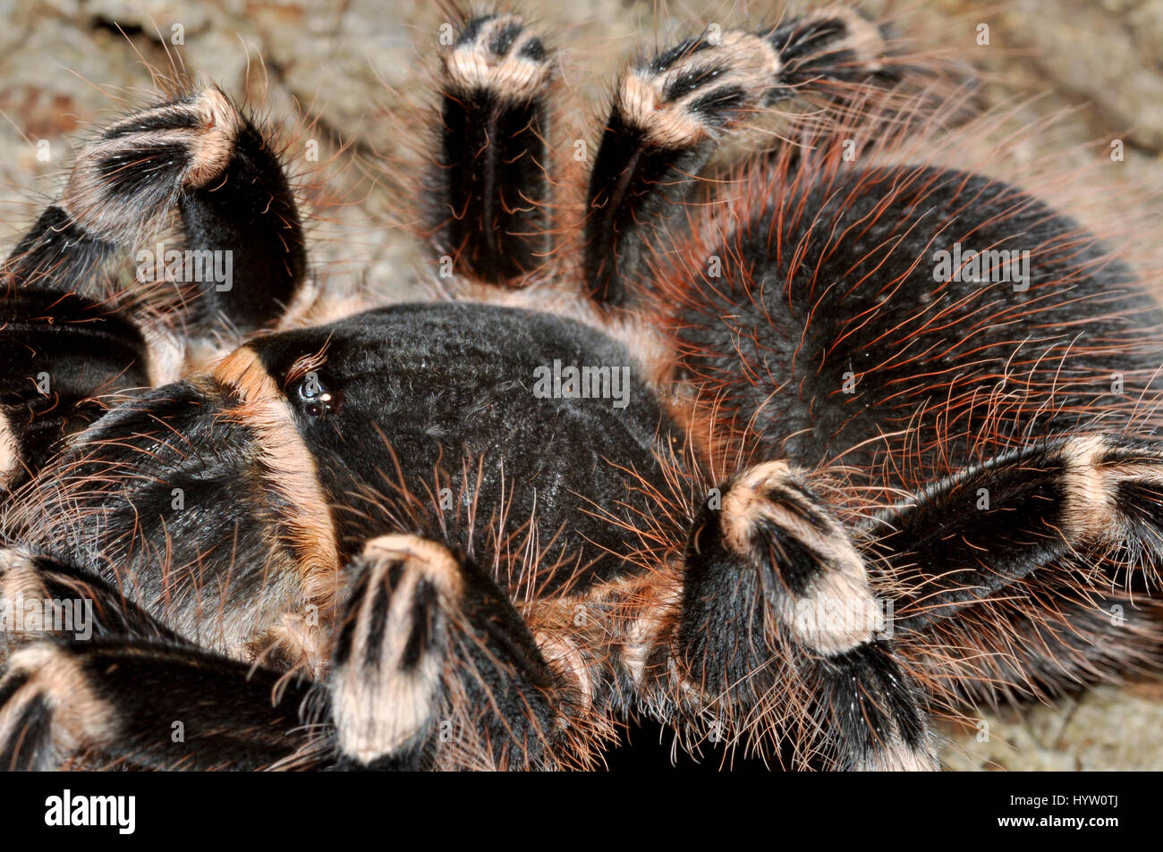 Brazilian Giant White Knee Tarantula (Acanthoscurria Geniculata) Female
