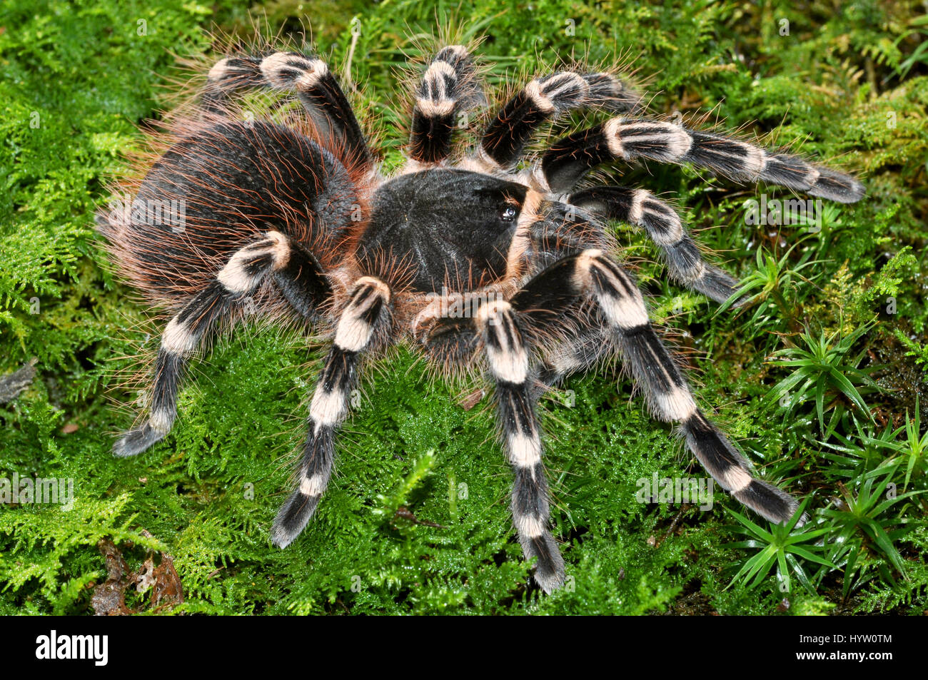 Brazilian Giant White Knee Tarantula (Acanthoscurria Geniculata) Female