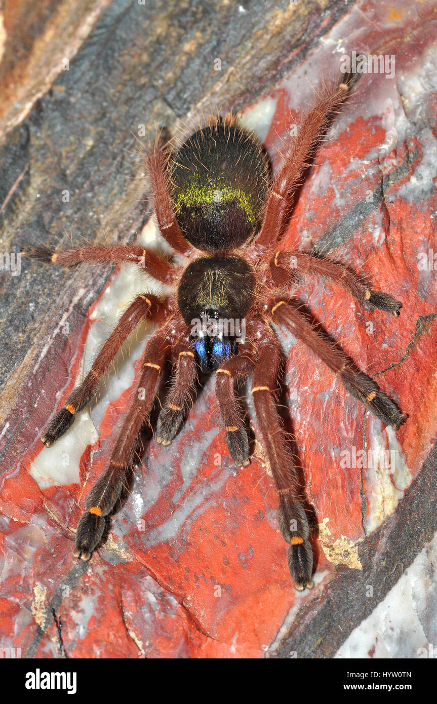 Blue Fang Skeleton Tarantula (Ephebopus Cyanognathus) 4cm