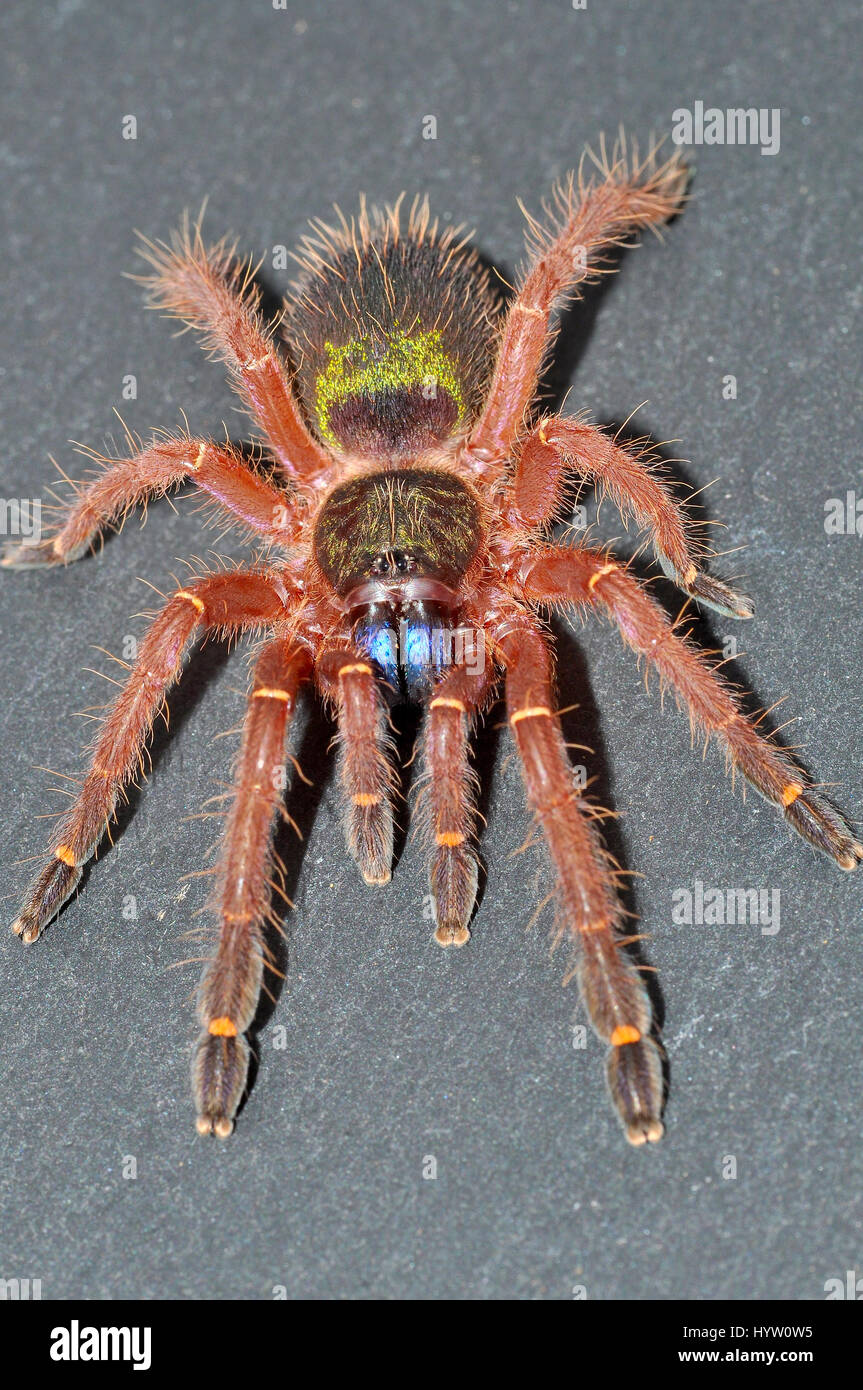 Blue Fang Skeleton Tarantula (Ephebopus Cyanognathus) Male Stock Photo