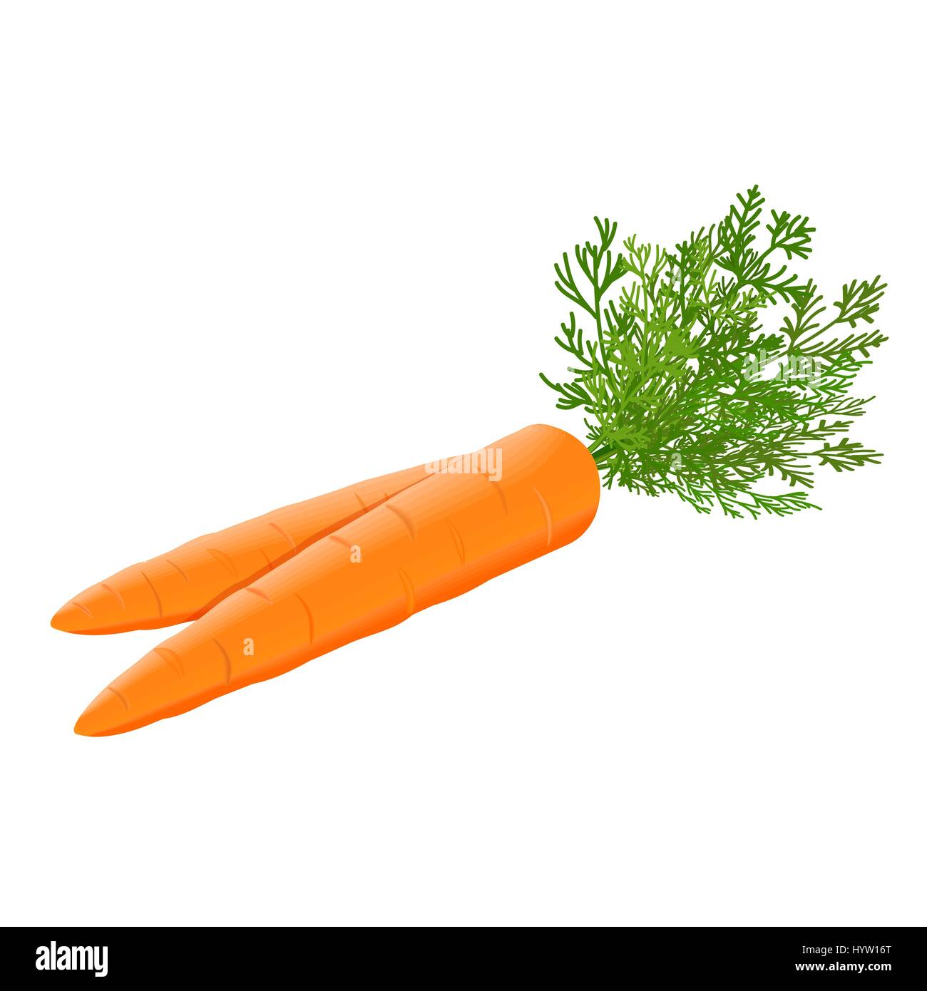 Fresh carrots heap with green stems isolated. Side view. Close up. vector illustration. for cooking, cosmetics, Herbal medicine, skin care, ointments, Stock Vector