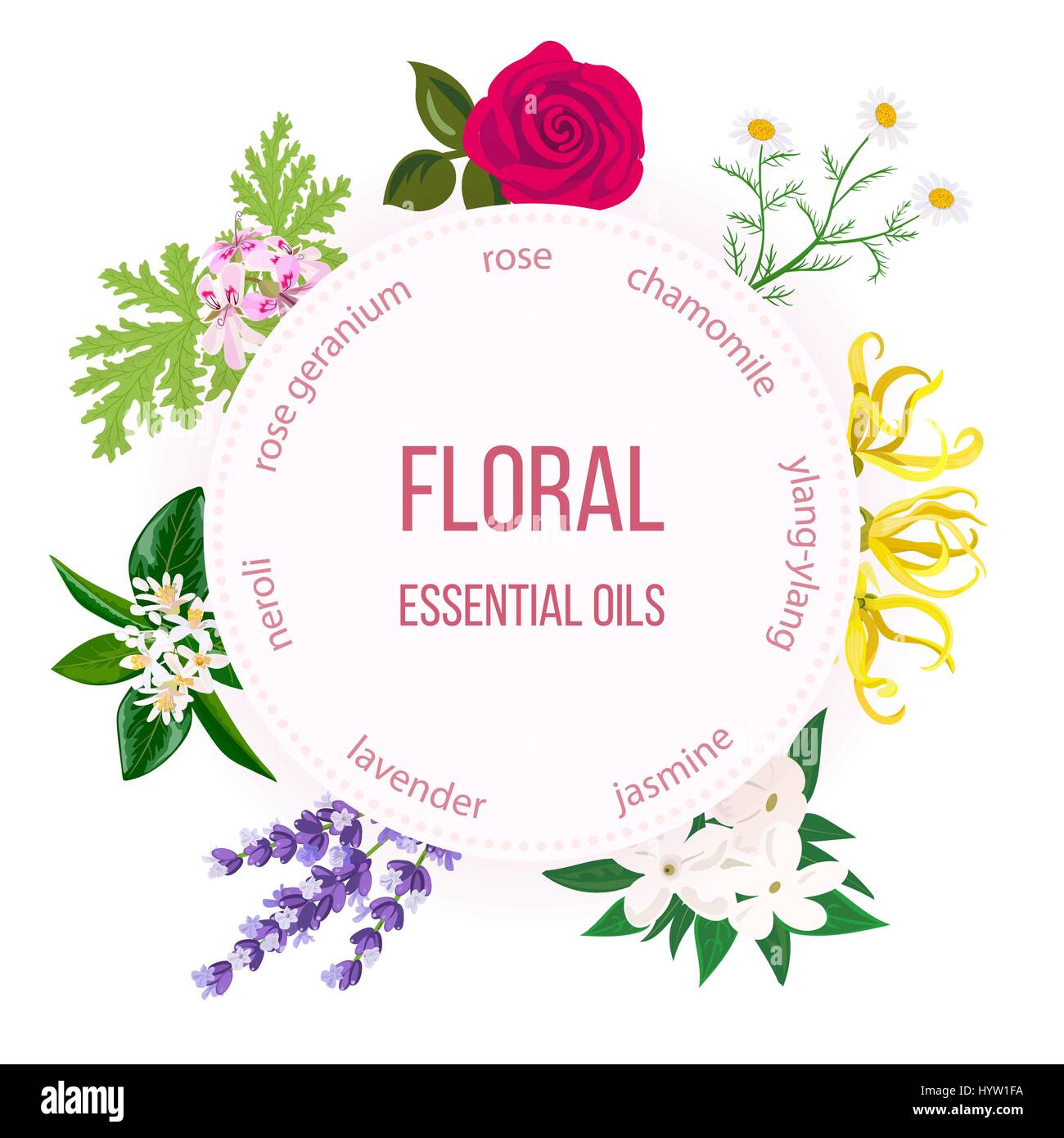 Essential oil labels set. Rose, Chamomile, jasmine, Ylang-ylang, , neroli, Lavender, rose Geranium. Round emblem. For cosmetics perfume health care pr Stock Vector