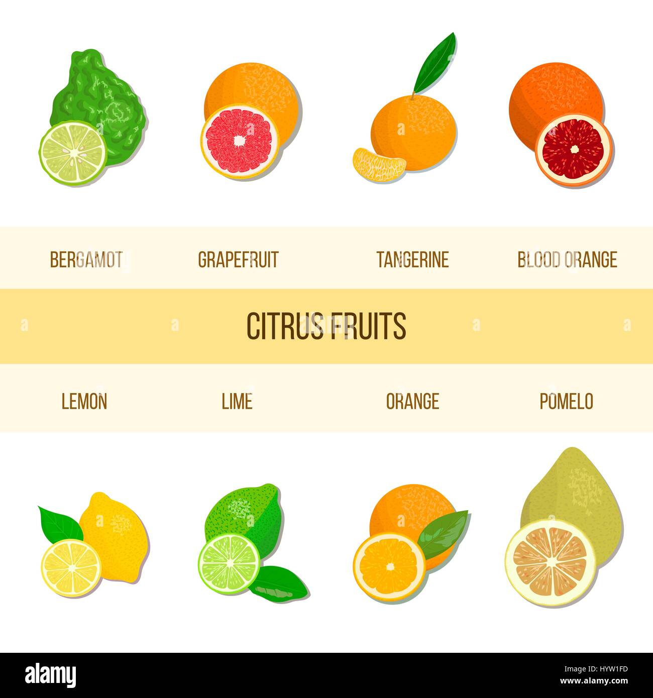 Collection of realistic citrus. Bergamot, lemon, grapefruit, lime, mandarin, pomelo, orange, blood orange. Vector set of whole fruits and slices. for  Stock Vector