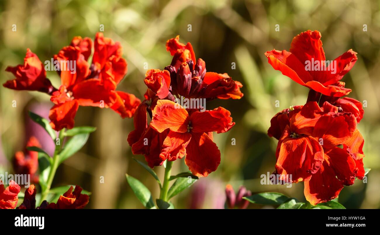 Wallflowers in the sun Stock Photo Alamy