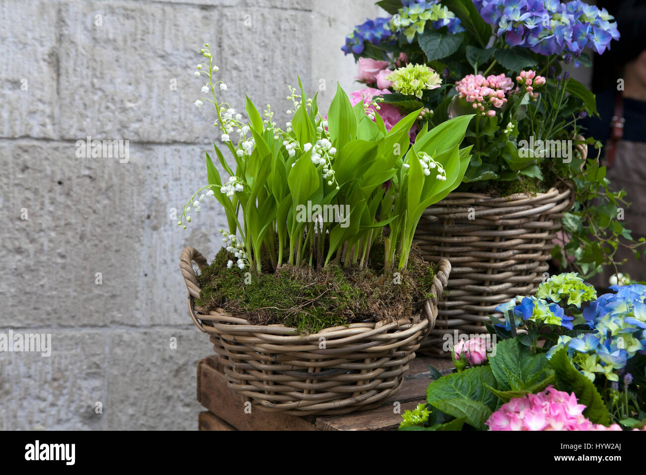 White lilies of the valley in a wicker basket Stock Photo - Alamy