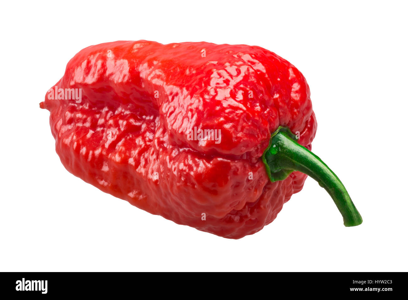 Bhut Jolokia ghost chili pepper (Capsicum frutescens x Capsicum chinense hybrid). Clipping paths, shadowless Stock Photo