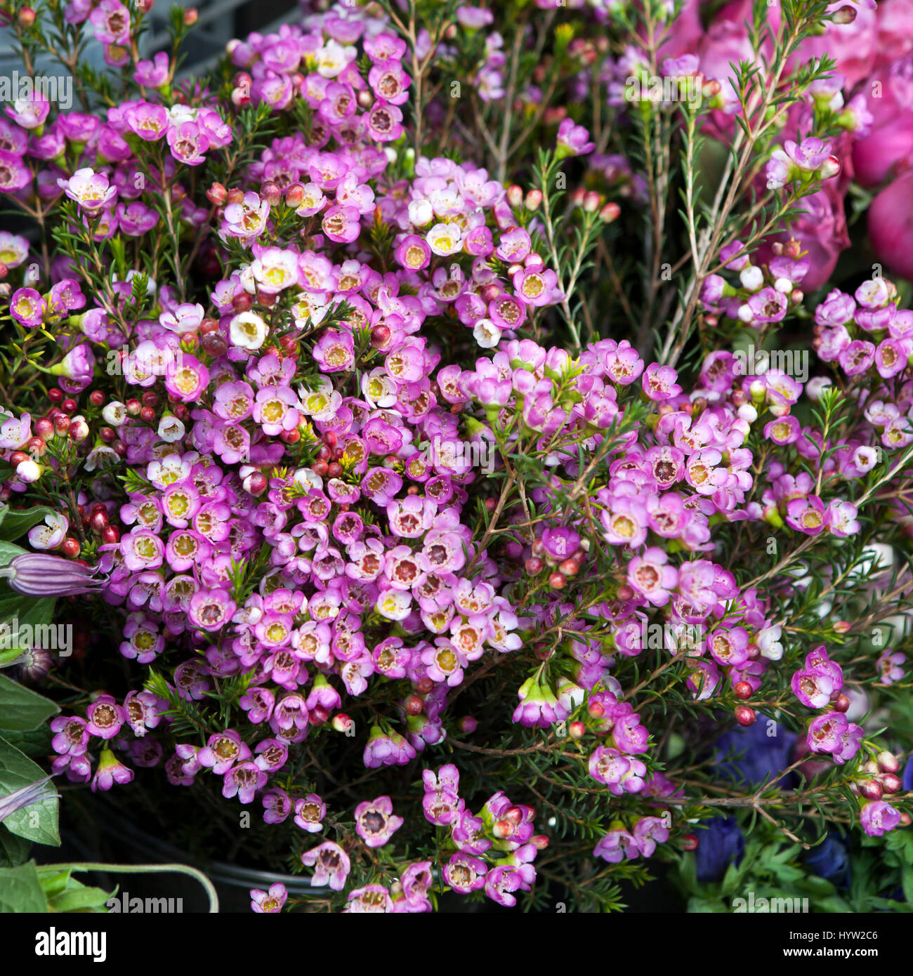 the Waxflower Purple Pride background Stock Photo
